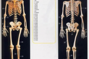 人体器官骨骼全图