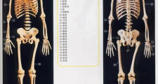 人体器官骨骼全图